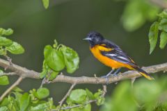 Baltimore Oriole, Icterus galbula