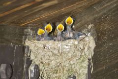 Barn Swallow, Hirundo rustica