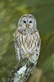 Barred Owl, Strix varia