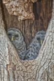 Barred Owl, Strix varia
