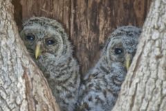 Owls