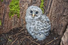 Barred Owl, Strix varia