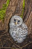 Barred Owl, Strix varia