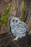 Barred Owl, Strix varia