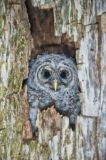 Barred Owl, Strix varia