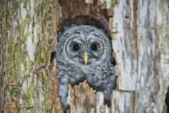 Barred Owl, Strix varia