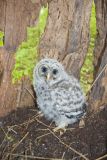 Barred Owl, Strix varia