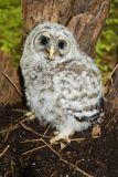 Barred Owl, Strix varia