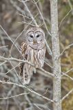 Barred Owl, Strix varia