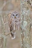 Barred Owl, Strix varia