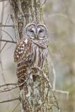 Barred Owl, Strix varia