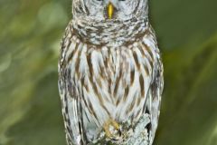 Barred Owl, Strix varia