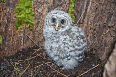 Barred Owl, Strix varia