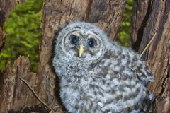 Barred Owl, Strix varia