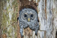 Barred Owl, Strix varia