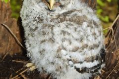 Barred Owl, Strix varia