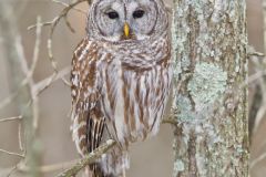 Barred Owl, Strix varia