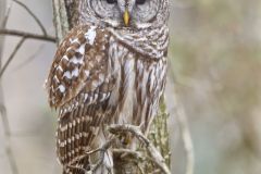 Barred Owl, Strix varia