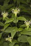 Basil Beebalm, Monarda clinopodia