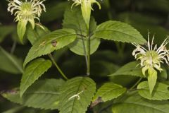 Basil Beebalm