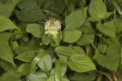 Basil Beebalm, Monarda clinopodia Basil Beebalm, Monarda clinopodia