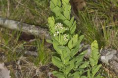 Bastard Toadflax, Comandra umbellata