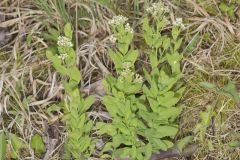 Bastard Toadflax, Comandra umbellata