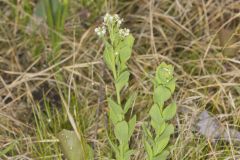 Bastard Toadflax, Comandra umbellata