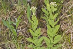 Bastard Toadflax, Comandra umbellata