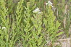 Bastard Toadflax, Comandra umbellata