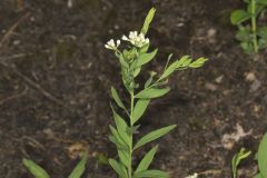 Bastard Toadflax, Comandra umbellata