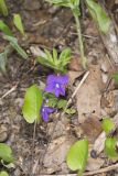 Baxter's Violet, Viola baxteri