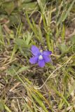 Baxter's Violet, Viola baxteri