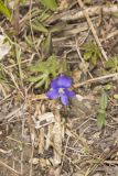 Baxter's Violet, Viola baxteri