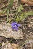 Baxter's Violet, Viola baxteri