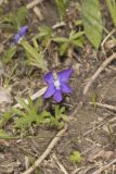Baxter's Violet, Viola baxteri