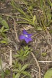 Baxter's Violet, Viola baxteri