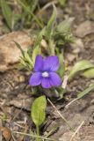 Baxter's Violet, Viola baxteri