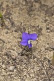 Baxter's Violet, Viola baxteri