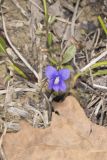 Baxter's Violet, Viola baxteri