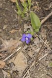 Baxter's Violet, Viola baxteri