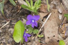 Baxter's Violet, Viola baxteri