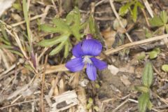 Baxter's Violet, Viola baxteri