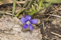 Baxter's Violet, Viola baxteri