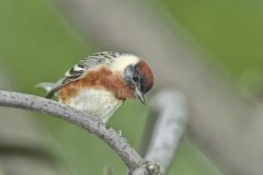 Bay-breasted Warbler, Setophaga castanea
