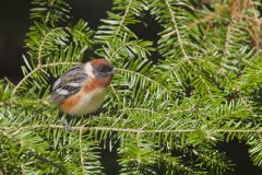 Bay-breasted Warbler, Setophaga castanea