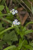 Water Forget-me-not, Myosotis scorpioides