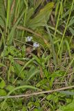 Water Forget-me-not, Myosotis scorpioides