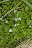 Water Forget-me-not, Myosotis scorpioides