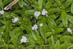 Water forget-me-not